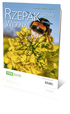 Rzepak